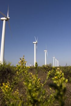 View of a field of giant windmills.