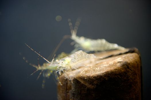a prawn undersea
