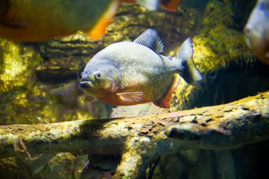 a piranha under water