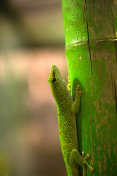 a crazy, green gecko on a root