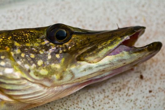 The head of a pike that was caught in a lake in Sweden