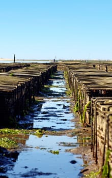 Oyster exploration site at the shoreline of a beach, featuring several cases used to grow the oyster.