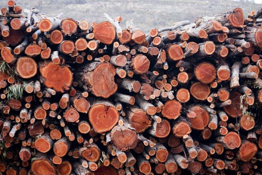 View of a pile of wooden logs, result of the timber industry.