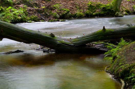 Fallen tree in a stream an autumn day