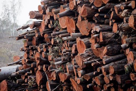 View of a pile of wooden logs, result of the timber industry.