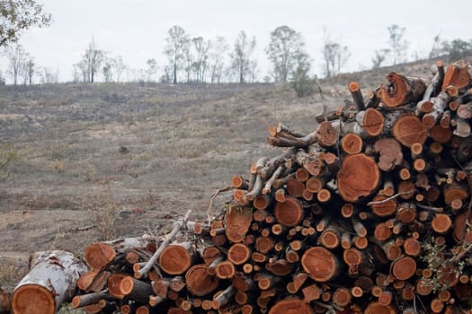 View of a pile of wooden logs, result of the timber industry.