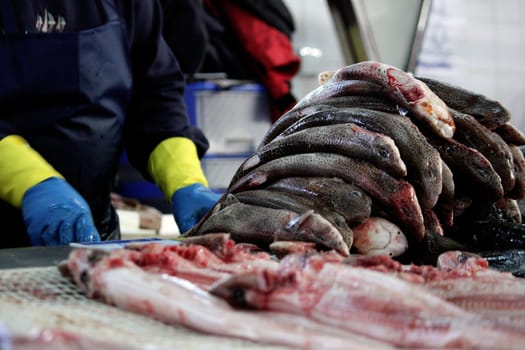 View of several flesh stripped cat shark sharks at the market.