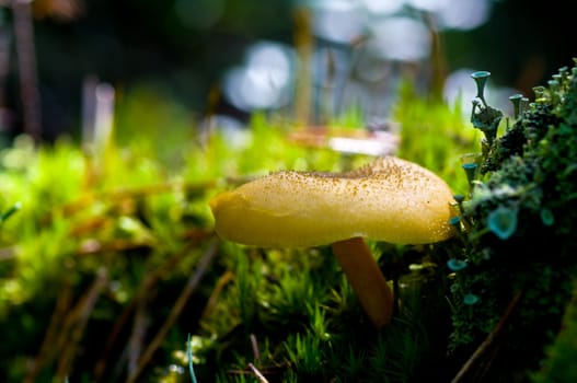 A yellow mushroom on a carpet of moss