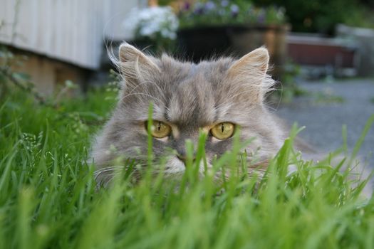 Cat hiding in grass.