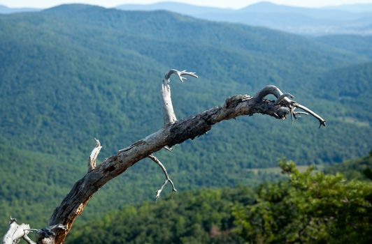 old branch frames a valley in the Shenandoah on a climb of Old Rag