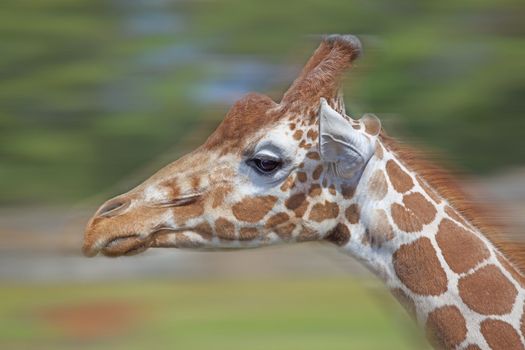 Portrait of a running giraffe