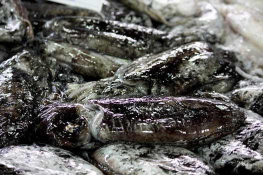 View of several squids with black paint for sale on the market.