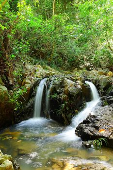 stream in forest