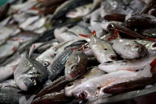 View of several bream family fishes at the market.