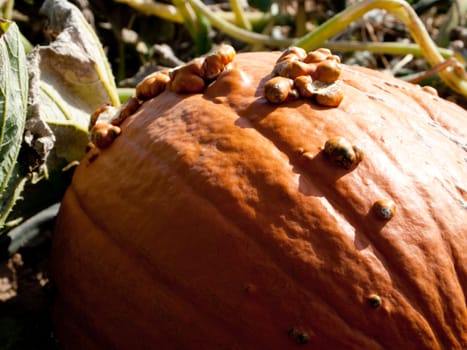 Pumpkin growing in the field