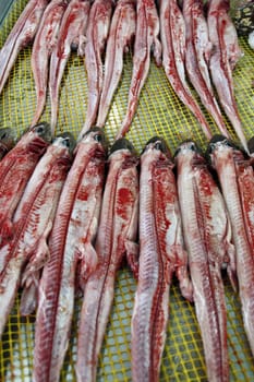 View of several flesh stripped cat shark sharks at the market.