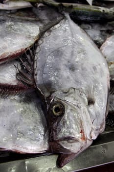 View of several bream family fishes at the market.