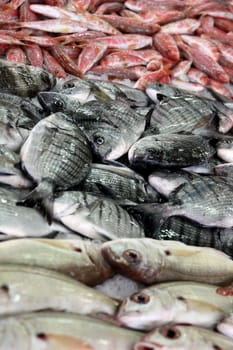 View of several bream family fishes at the market.