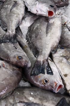 View of several bream family fishes at the market.