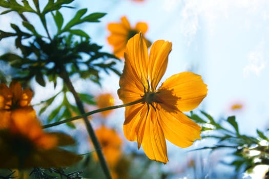 A beautiful orange tropical flower in the wild.