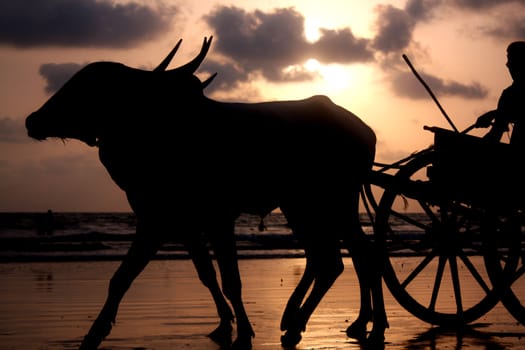 A silhouette of bullocks pulling a cart on a beach, at sunset.