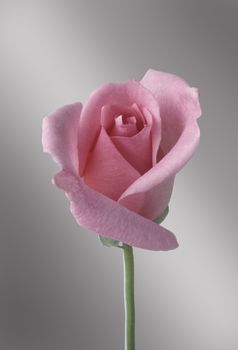 Single pink rose against gray gradated background