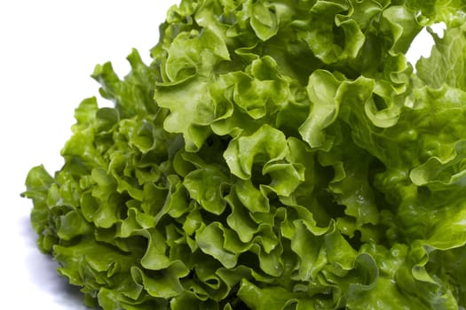 Close view of a green lettuce isolated on a white background.