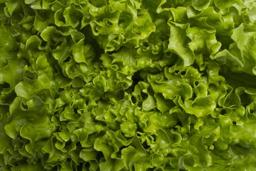 Close view of a green lettuce isolated on a white background.