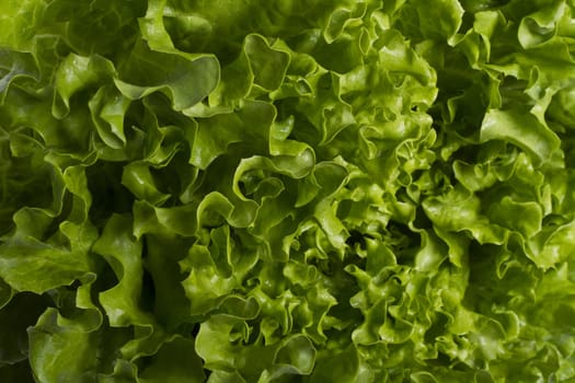 Close view of a green lettuce isolated on a white background.