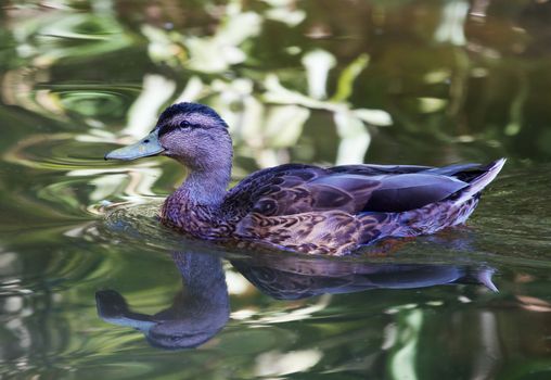 Sun lit brown duck on on green pod with bright reflections