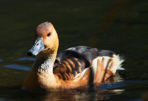 Sun lit brown duck on deep green water pond