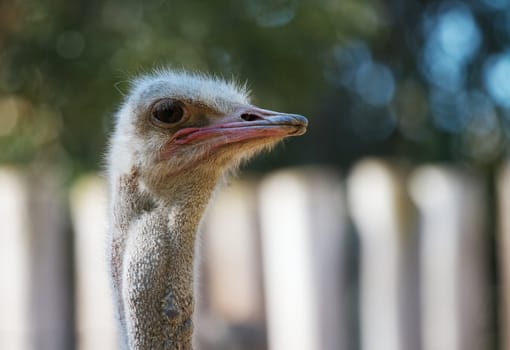 Ostrich head looking to the right with soft focus white fench and trees in backround