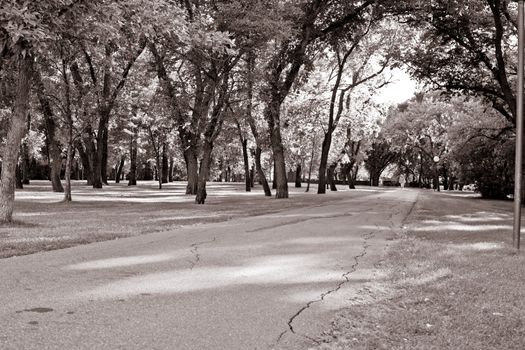 Trees at a regina park during the last days of the summer season