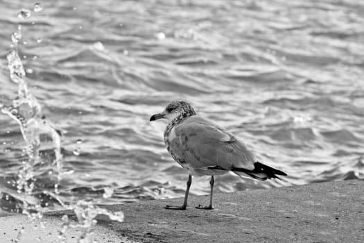 a seagull looking at the rough waves by the shore of Wascana lake