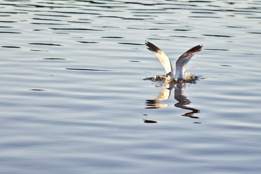 A seagull landing on water with a small splash