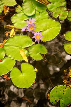 Bright green lilly pads and a subtle lavender flower float in a pond