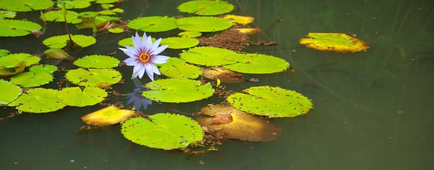 Bright green lilly pads and a subtle lavender flower float in a pond