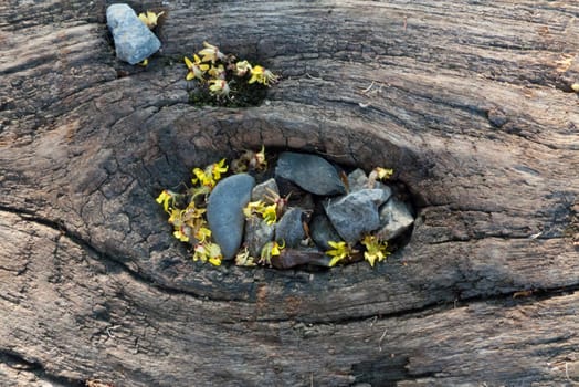 Wood grain on the stone and yellow flowers