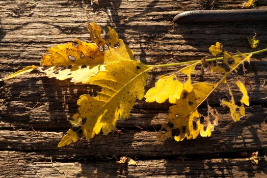 The warm evening sunshine on the leaves in the wood