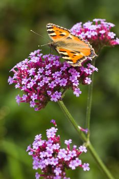 Small tortoiseshell or Aglais urticae on purple Verbena in summer