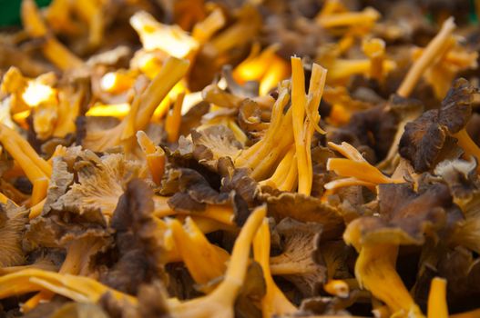 Ripe yellow funnel chanterelles