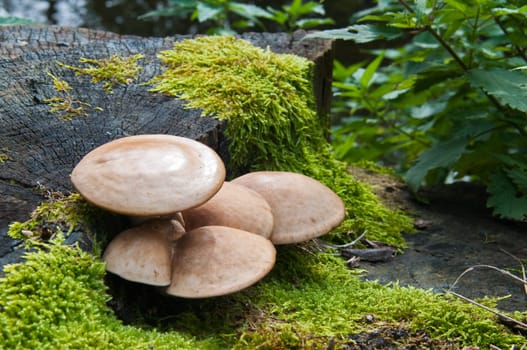 Group of mushrooms growing on a stub.