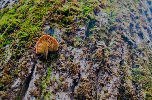 A single mushroom growing on a tree.