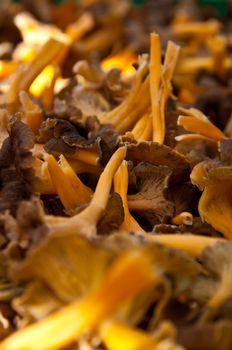 Ripe yellow funnel chanterelles