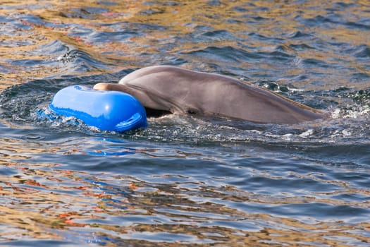 Bottlenose dolphin or Tursiops truncatus playing in the water