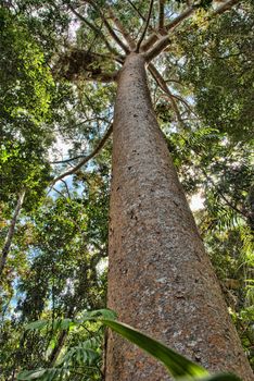 Rai n Forest near Kuranda Village, Queensland, Australia