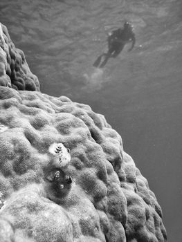 Underwater Scene of Great Barrier Reef in Queensland, Australia