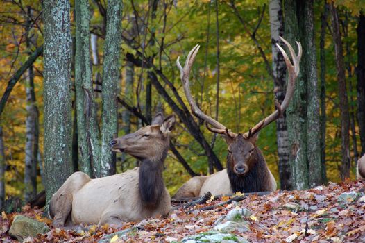 Wild elk on a beautifull day in autumn