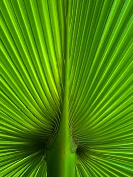 Palm Leaf radius for web page or background