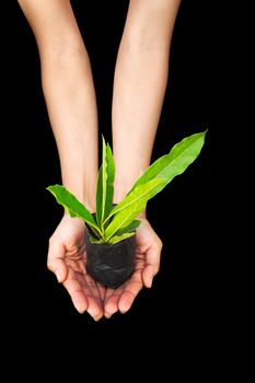 Hand holding plant isolated in black background